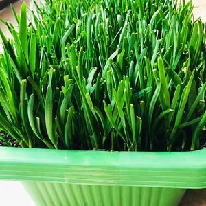 韭菜种植盆(盆栽韭菜栽培技术)