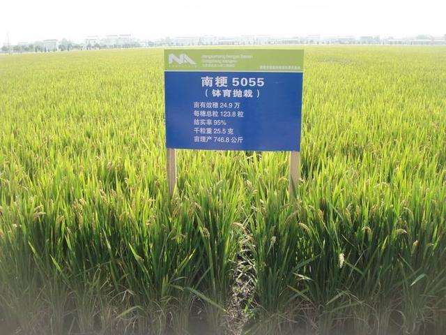 江苏水稻种植时间(江苏水稻种植时间表图片)