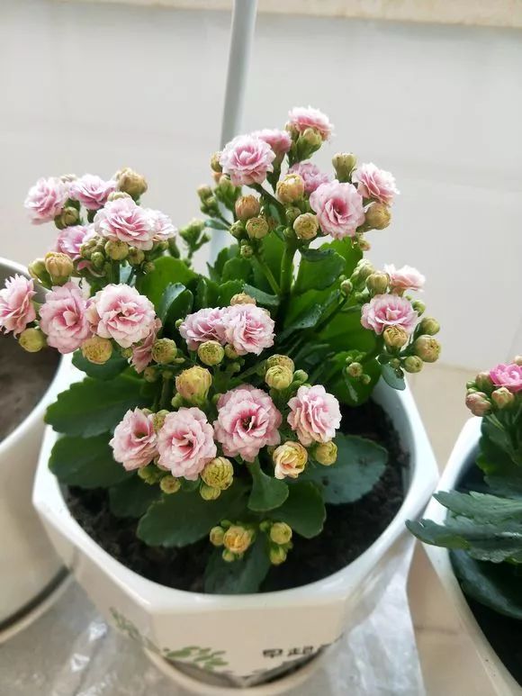 长寿花冬天用施肥吗(长寿花冬天用施肥吗怎么施)