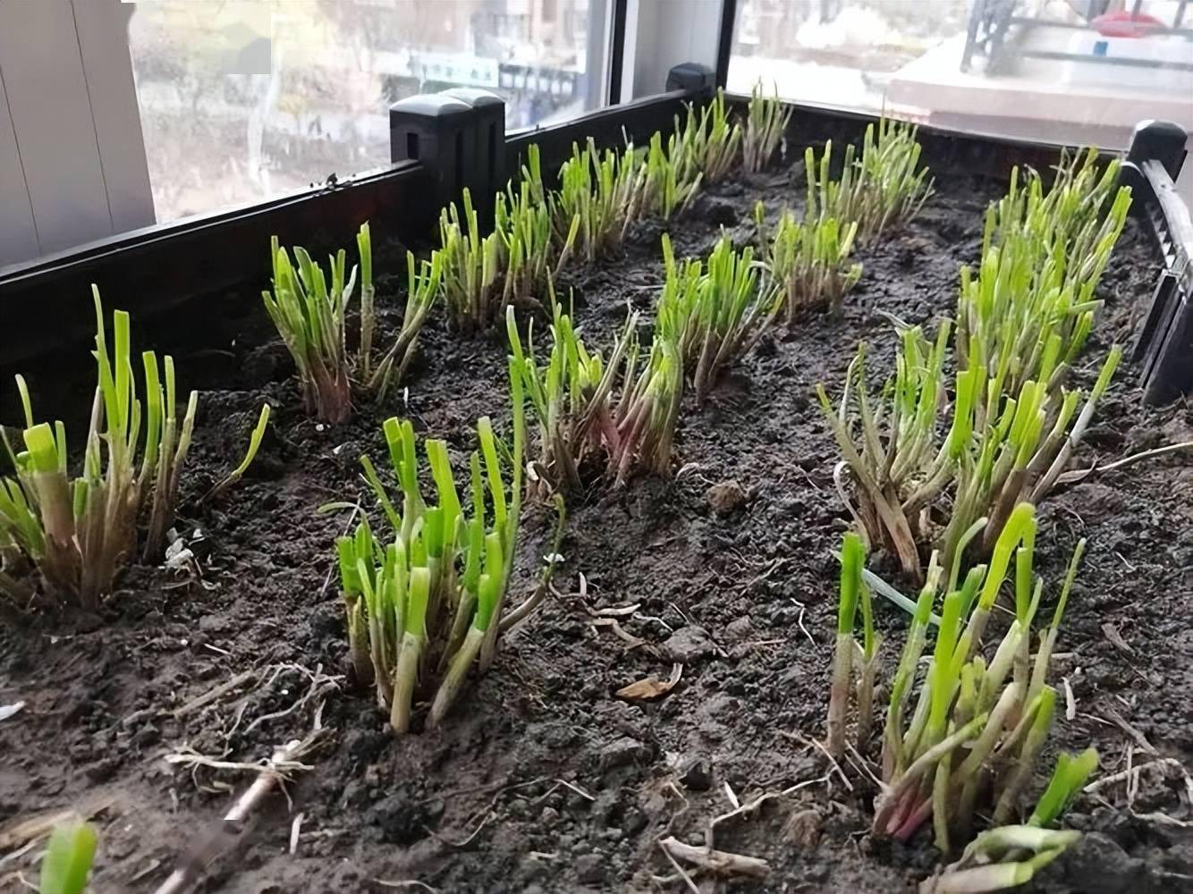 韭菜怎么种植好(韭菜怎样种植最好)