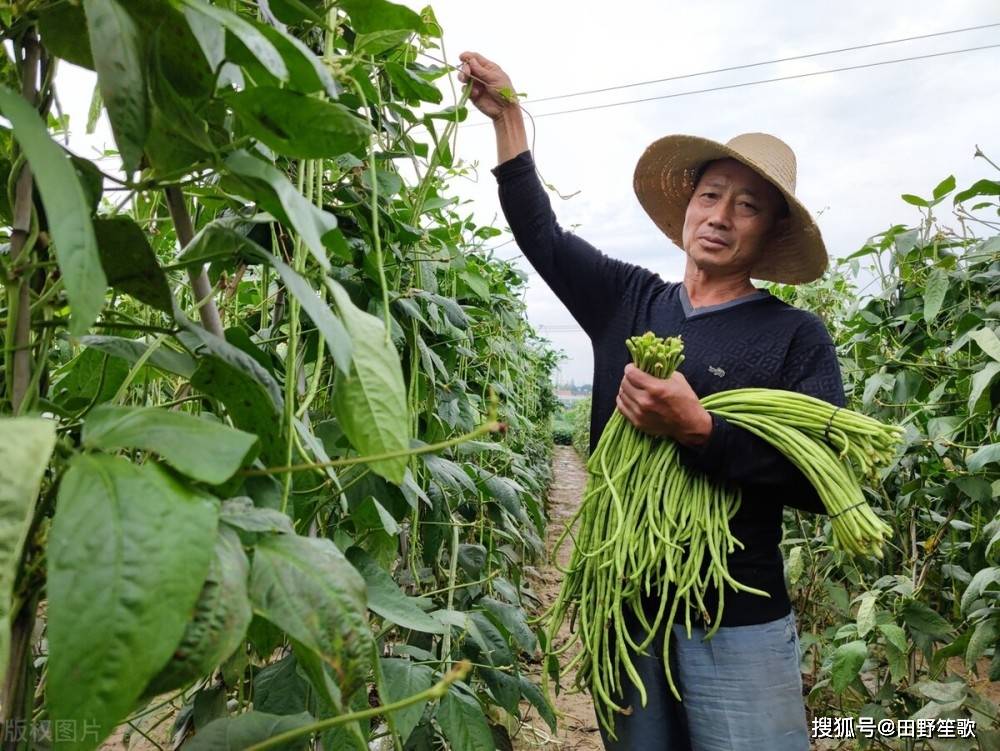 豆角的种植技术(豆角的种植技术顺口溜)