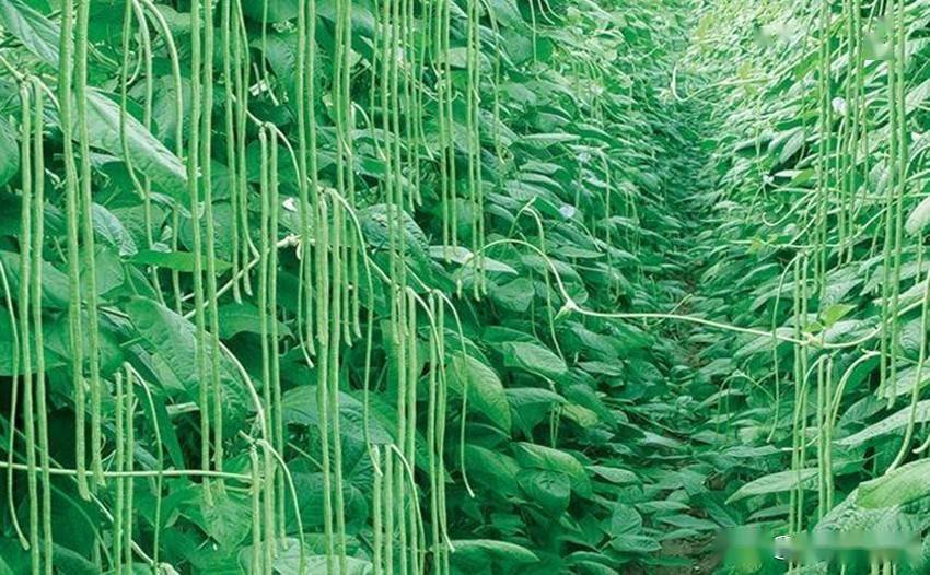 豆角的种植技术(豆角的种植技术顺口溜)