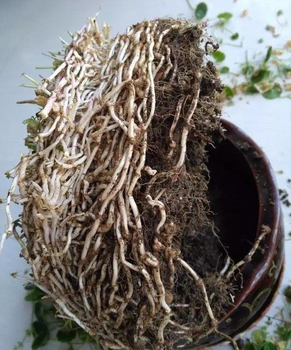 怎么繁殖铜钱草(铜钱草怎么繁殖一盆非常简单)