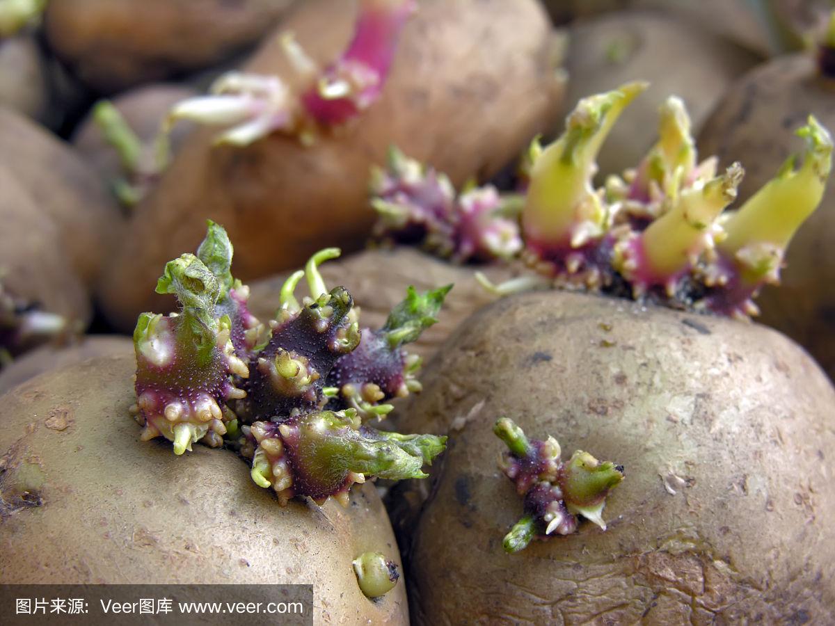 种植土豆发芽(种植土豆发芽图片)