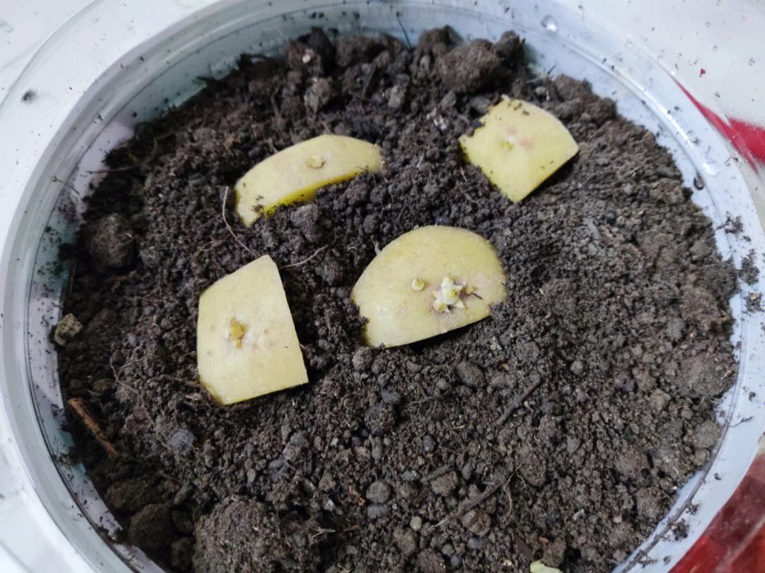种植土豆发芽(种植土豆发芽图片)