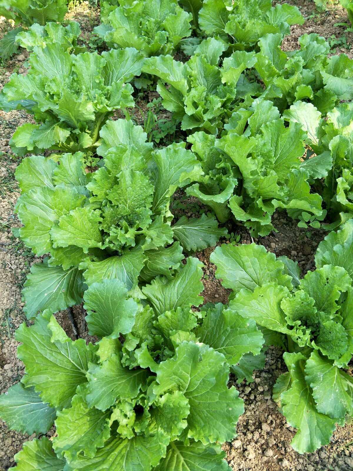 怎么种蔬菜(怎么种蔬菜种子容易发芽)