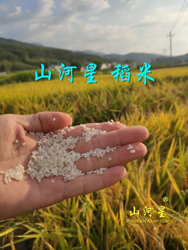 巨型水稻种(巨型水稻种子多少钱一斤)