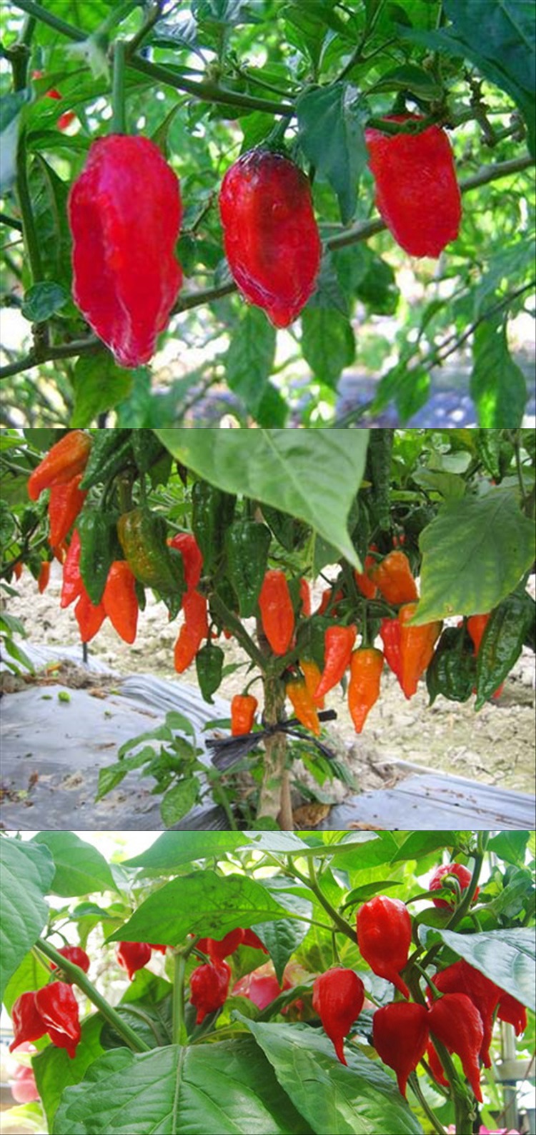 印度鬼椒种植方法(印度鬼椒种植方法图解)