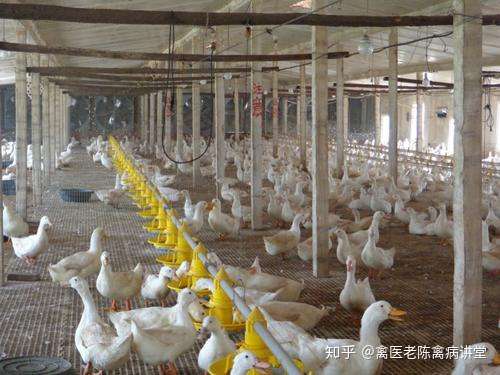 产蛋鸭的养殖技术(养产蛋鸭赚得到钱吗)