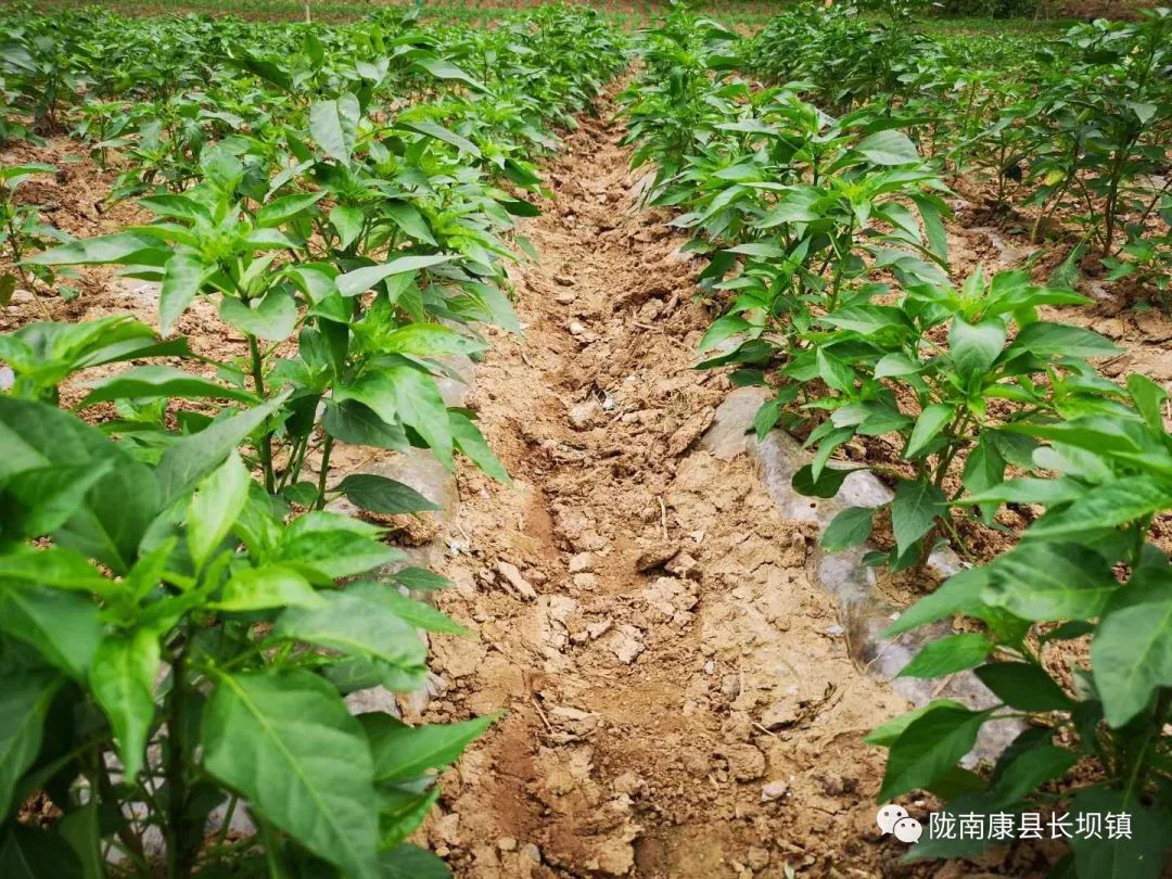 辣椒栽培技术管理(辣椒栽培技术管理论文)