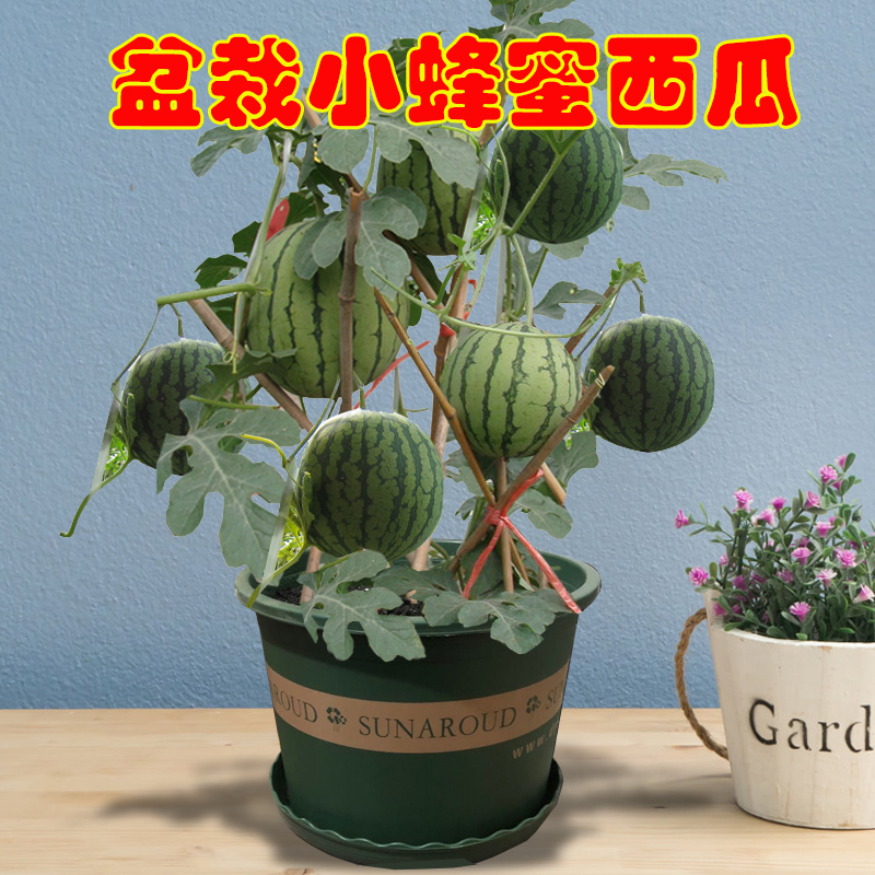 西瓜种子像什么(西瓜的籽像什么比喻句)