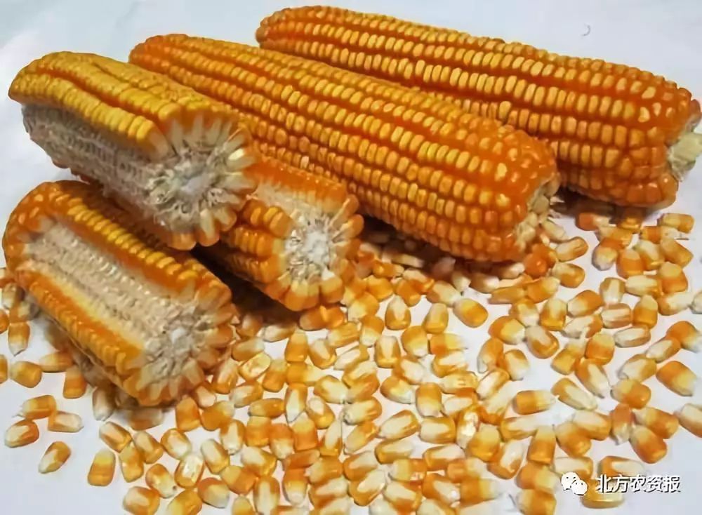 红玉玉米种子(红玉米品种介绍)