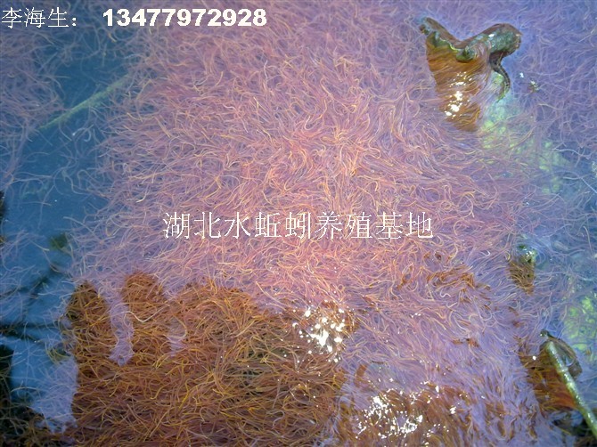 水蚯蚓养殖技术(水蚯蚓养殖技术方法)