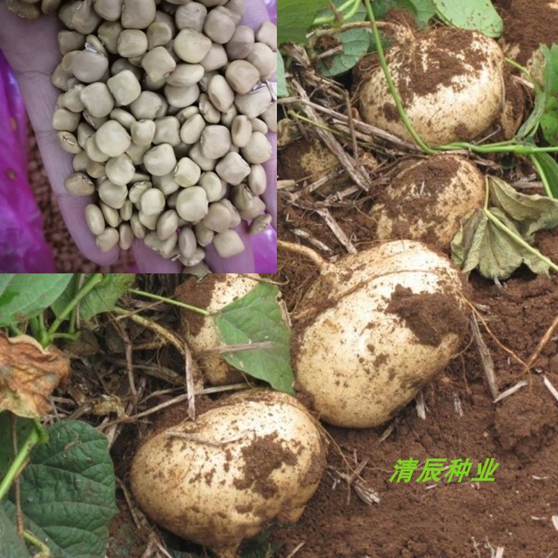 地瓜种孑(地瓜种子怎么种植方法如下)