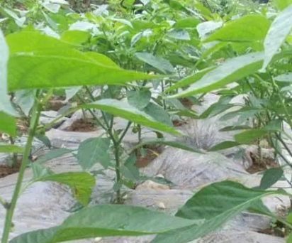 家庭辣椒种植(家庭辣椒种植图片)