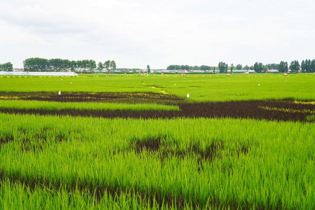 东北三省种植水稻的有利条件(东北三省种植水稻的有利条件是)