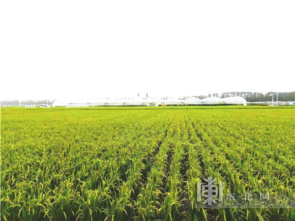 东北三省种植水稻的有利条件(东北三省种植水稻的有利条件是)