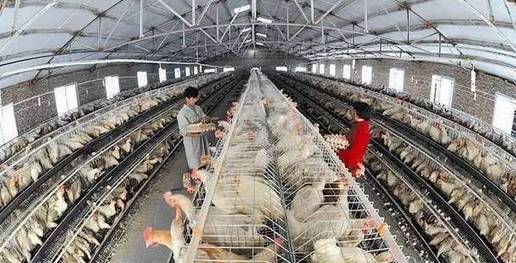 关于肉鸡饲养,蛋鸡养殖工厂,,1.24,2,高,地域词的信息