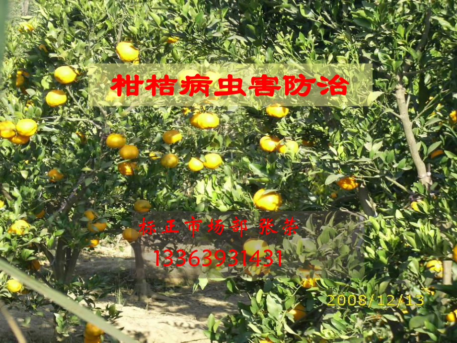 柑橘病虫害每月防治(柑橘病虫害最佳防治时间)