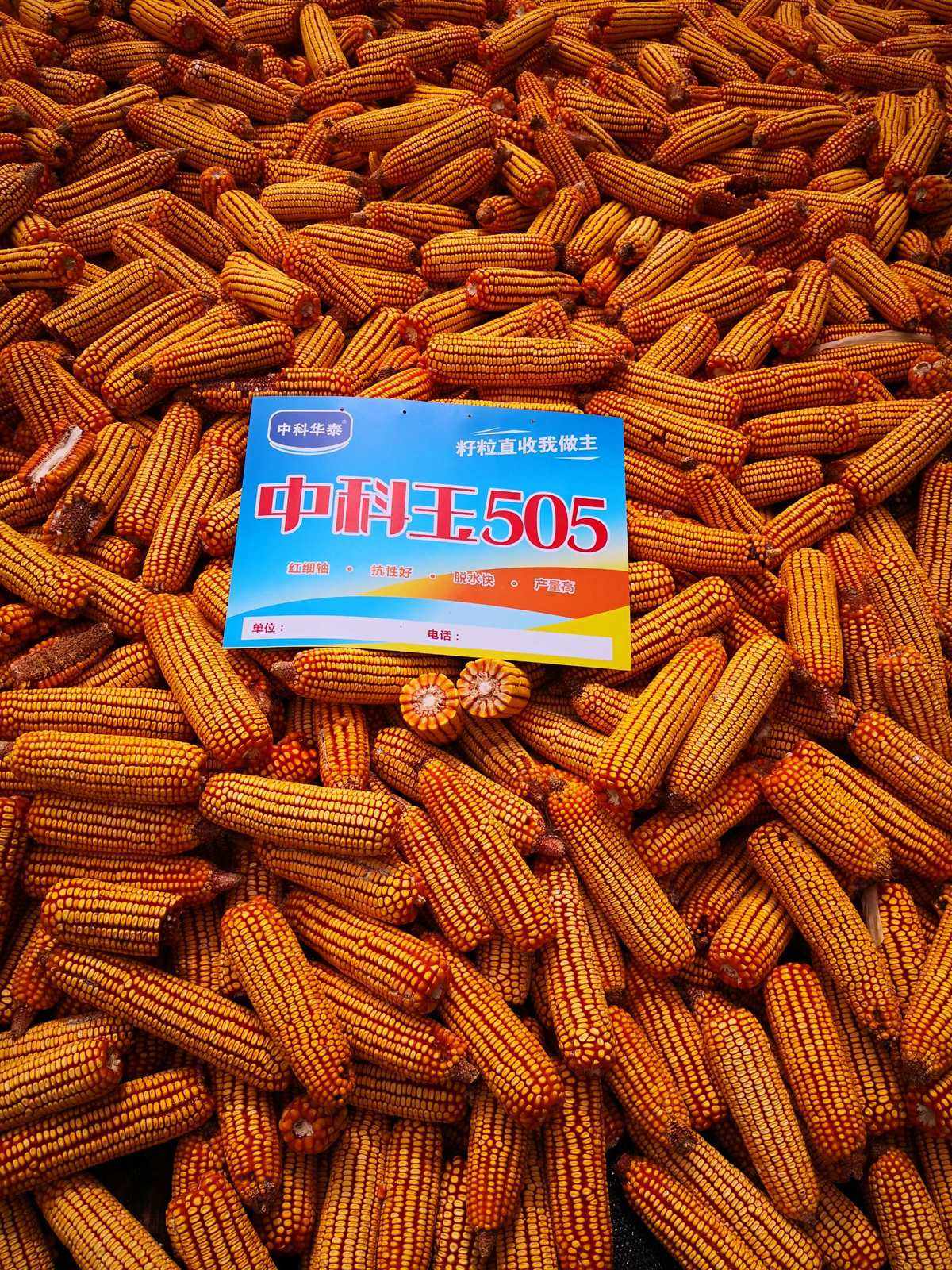 505玉米(505玉米种子)
