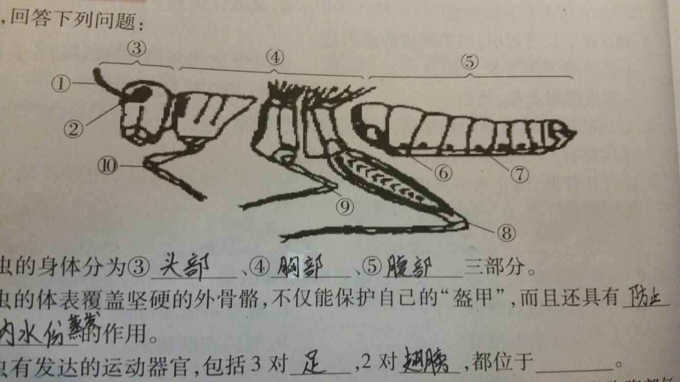 蝗虫的繁殖能力(蝗虫的繁殖能力强吗)