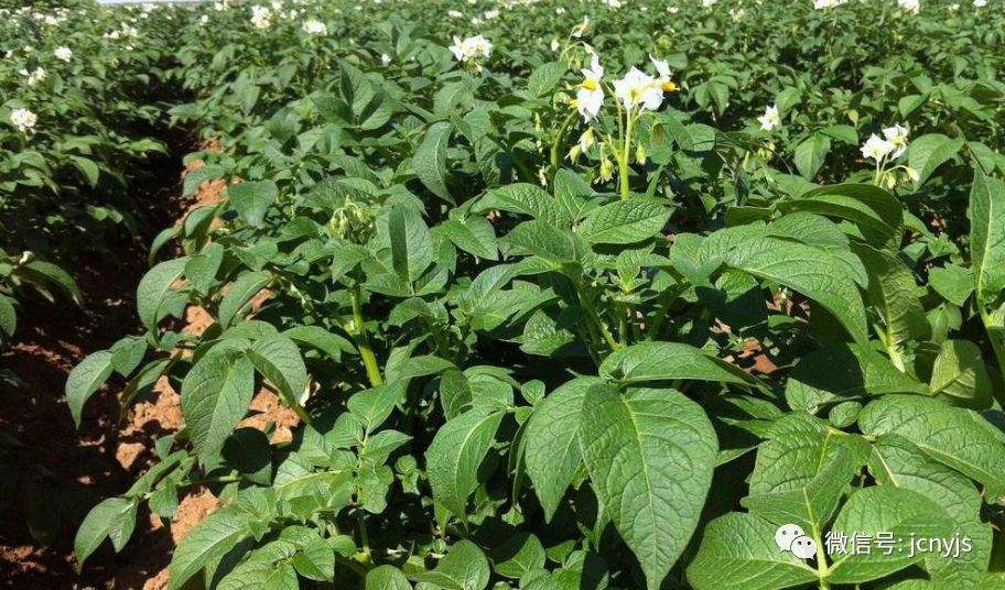 马铃薯种植技术视频(马铃薯种植和管理教程视频)