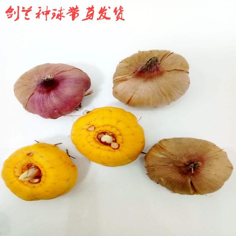 剑兰的种球怎么保存(剑兰种球种下后多久发芽)