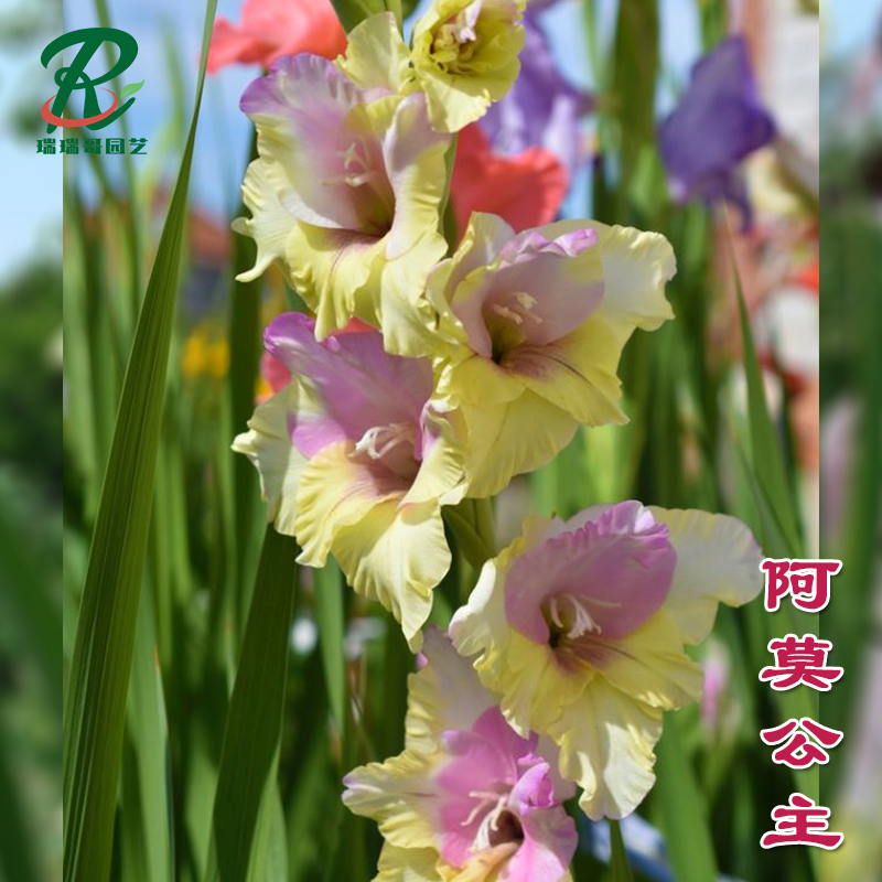 剑兰的种球怎么保存(剑兰种球种下后多久发芽)