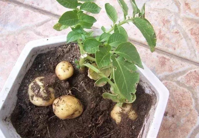 土豆发的芽可以种吗(土豆发的芽可以种吗图片)