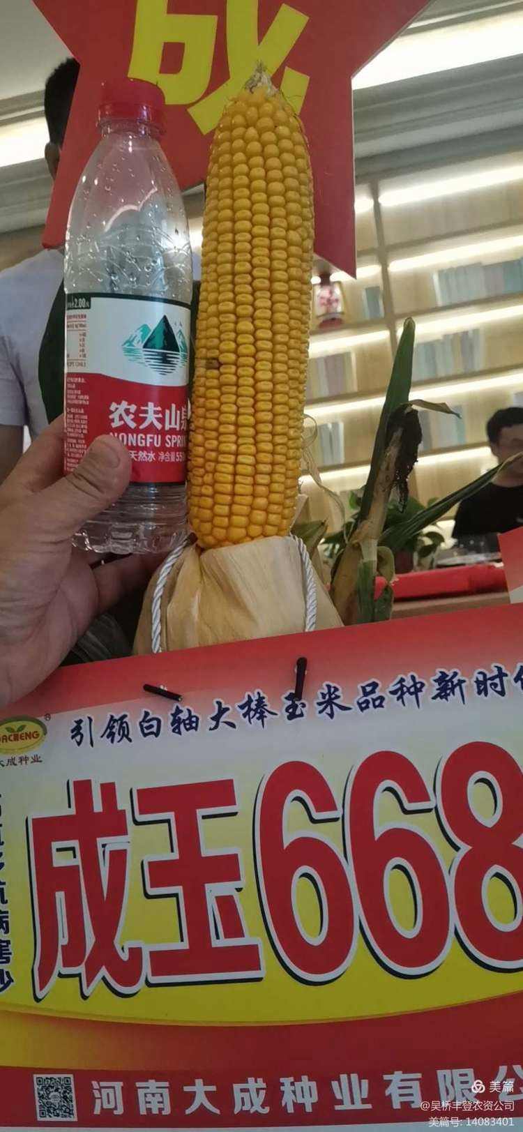 白轴玉米品种有哪些(白轴玉米品种都有哪些)
