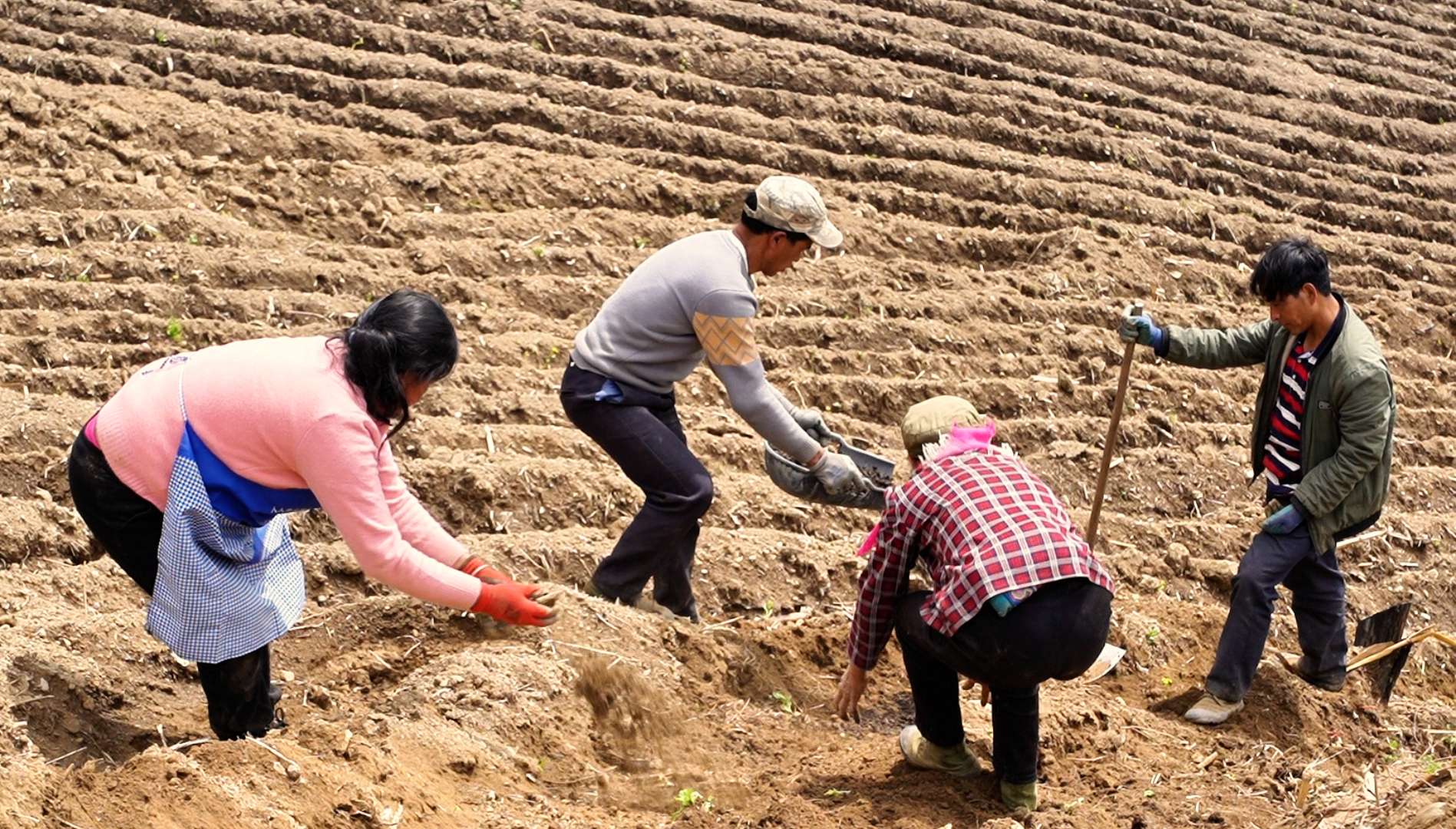 致富经山药种植视频(山药种植技术视频2018)