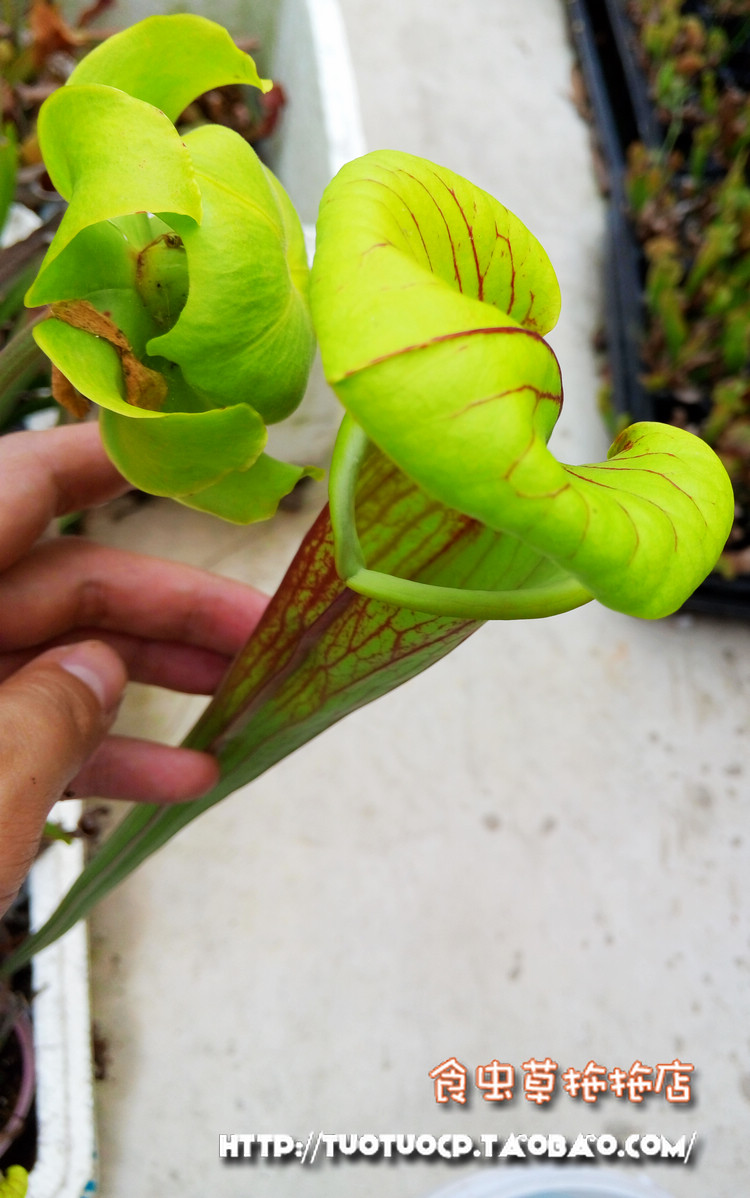 超大黄瓶子草(ahava大黄瓶)