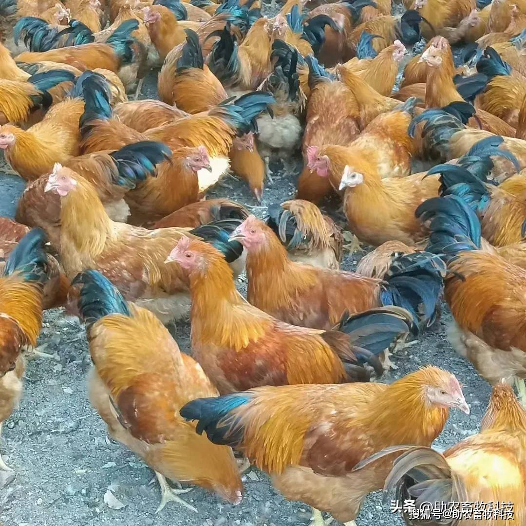 肉鸡散养多少天可以出栏(肉鸡散养多少天可以出栏卖)
