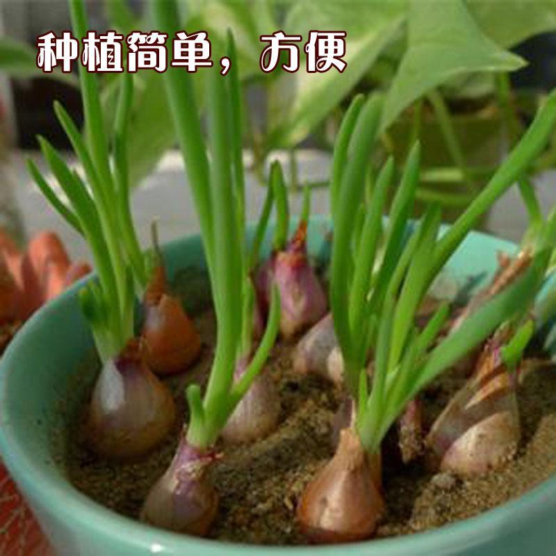 葱头怎么种(葱头怎么种?)
