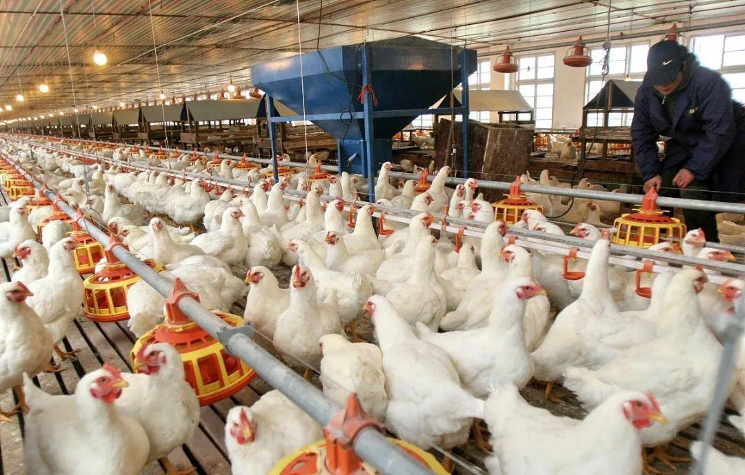 科宝肉鸡养殖管理要点(科宝肉鸡养殖管理要点和技术)