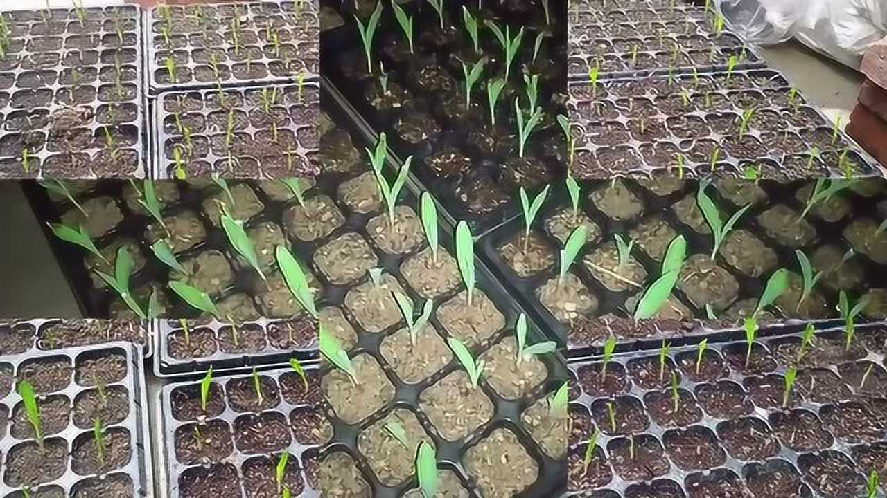 玉米播种出苗(玉米播种出苗时间)