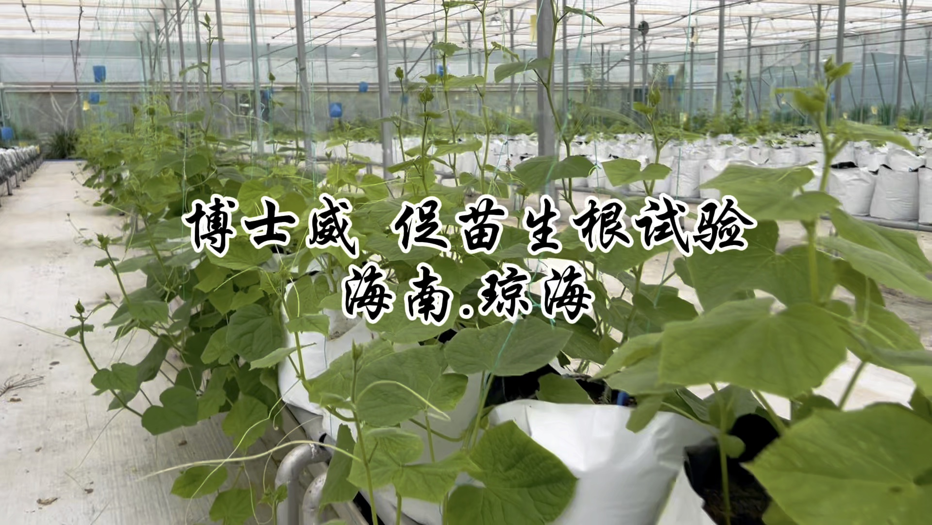 各种蔬菜栽培技术(蔬菜的栽培制度有哪些)