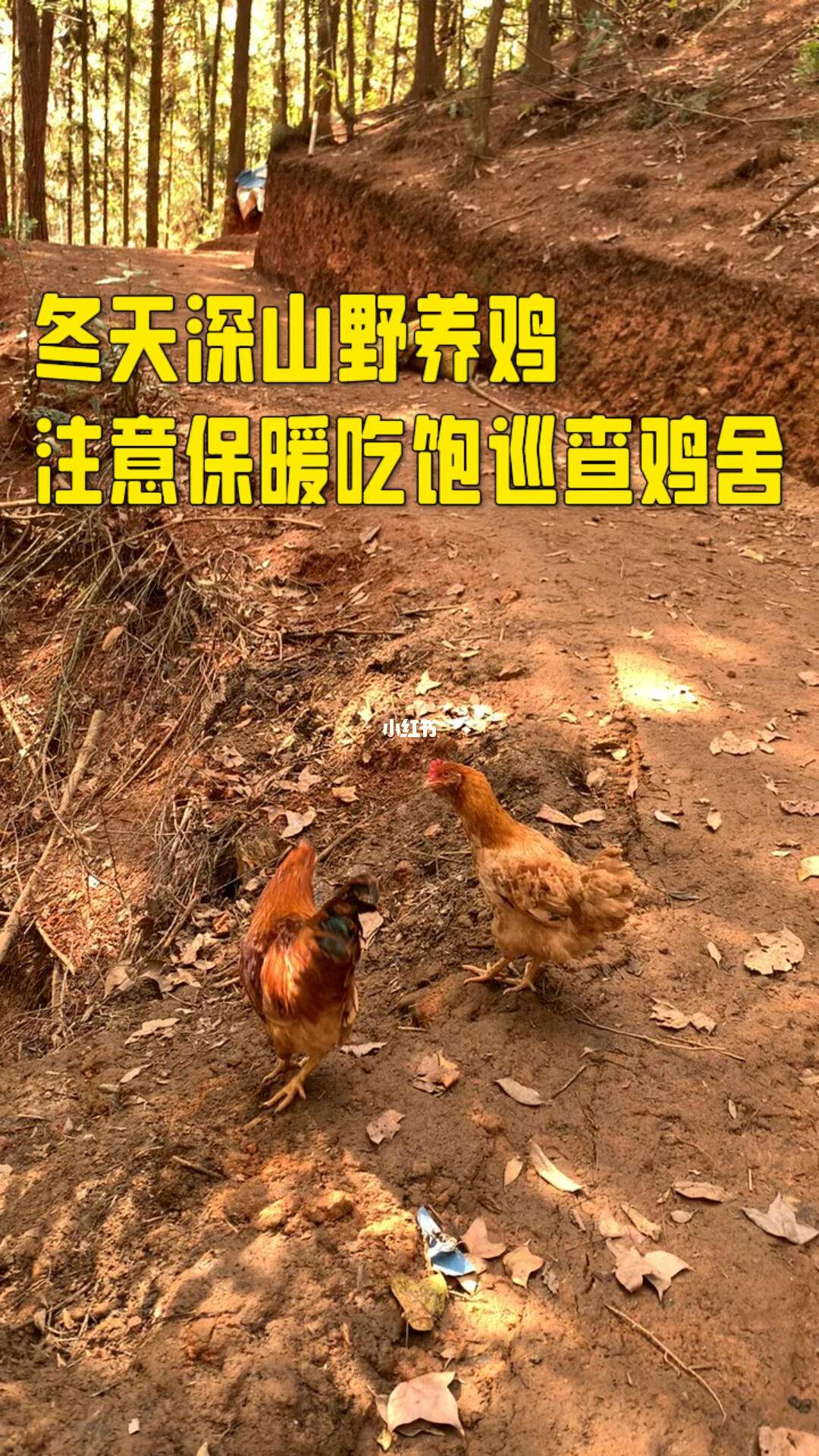 冬季养鸡需要注意什么(冬天养鸡用什么办法保暖)