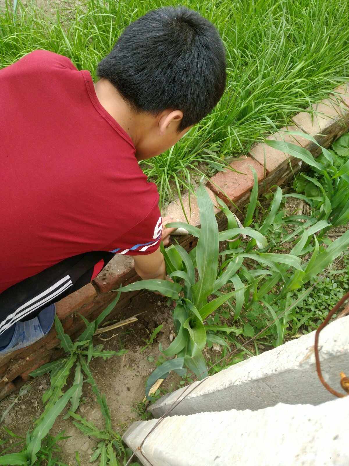 日常除草(日常除草但宗门最强)