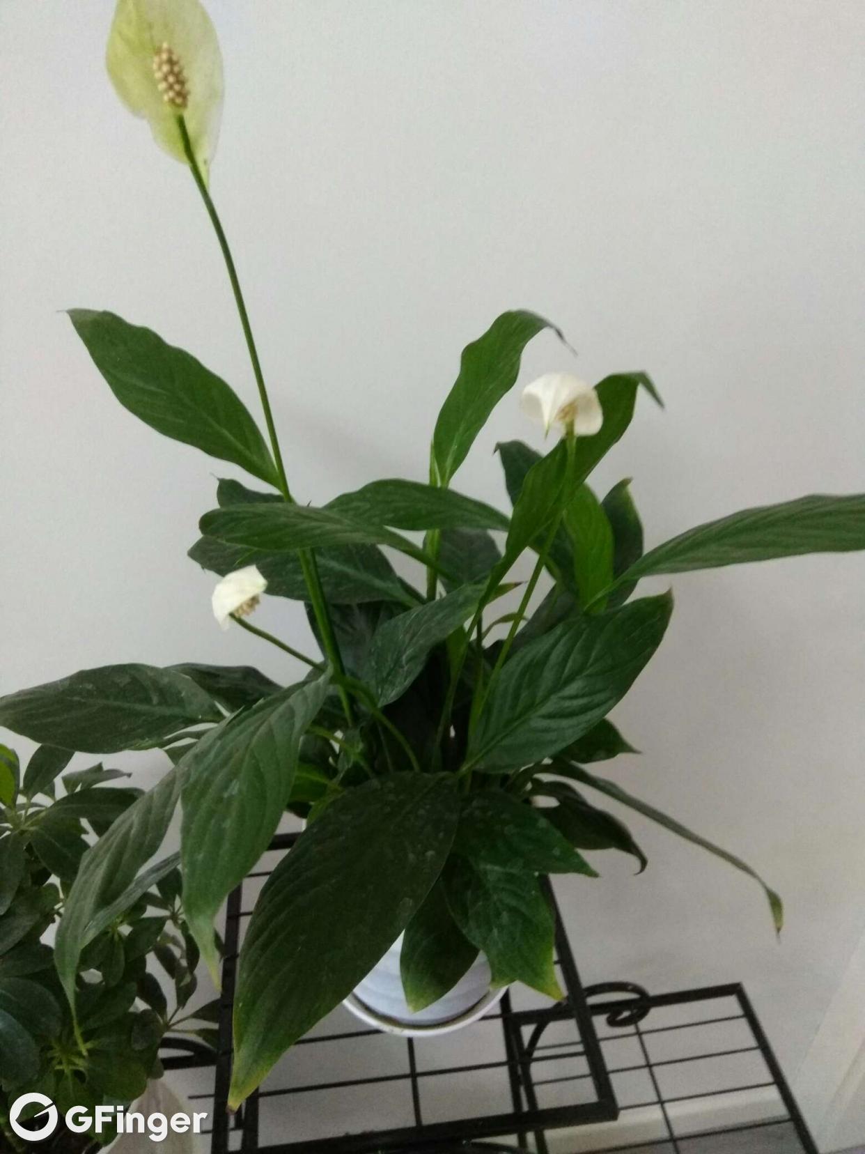 白掌花的种植(白掌花怎么养才开花)