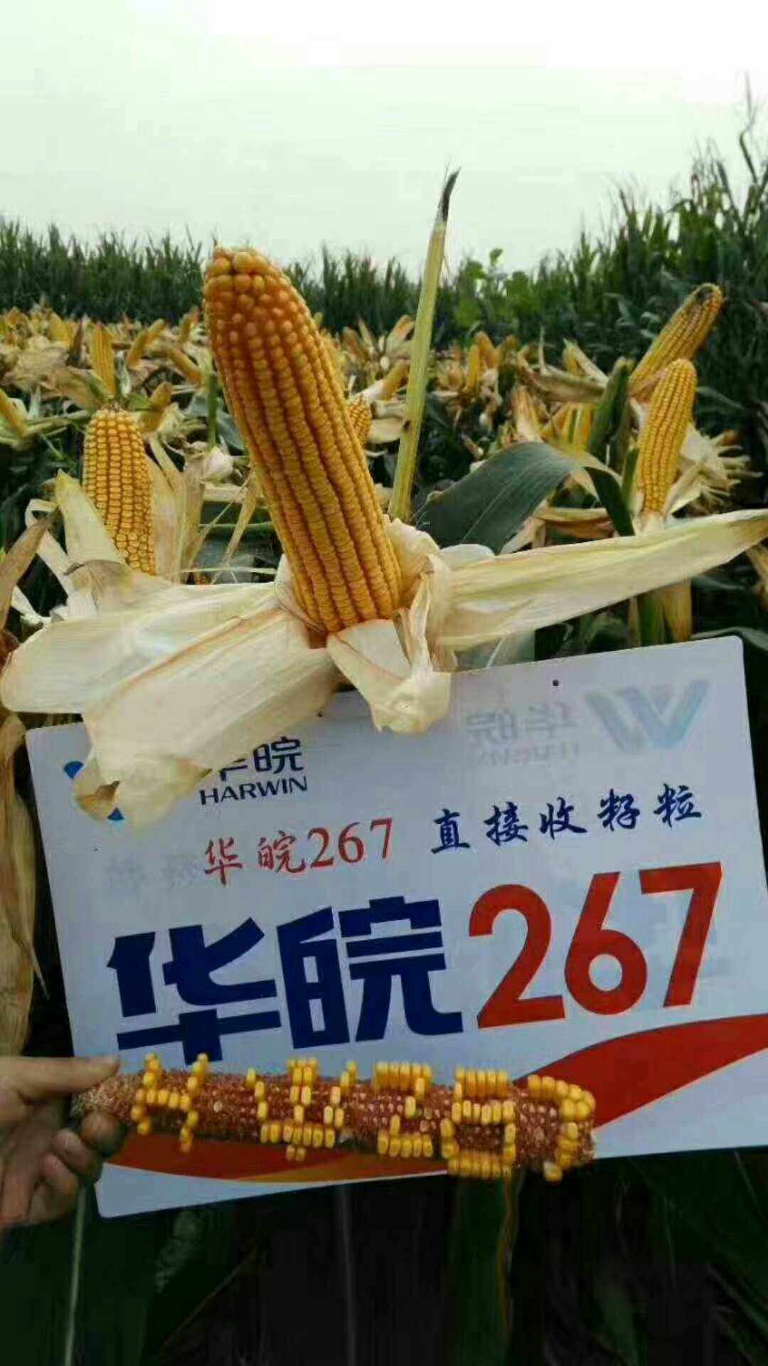 华玉玉米种(华玉11玉米种审定公告)