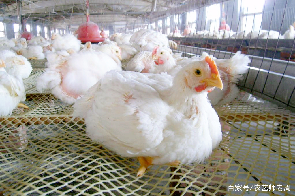 肉鸡每平方米能养多少只鸡(养一万只鸡需要多大面积的鸡舍)
