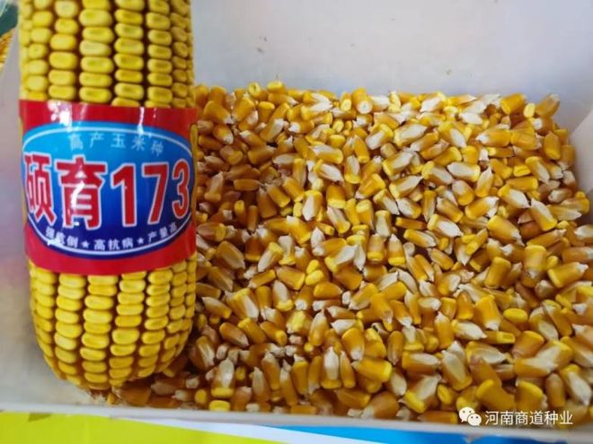 关于中农甜488玉米种植时间的信息