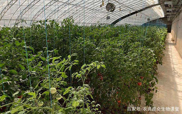 菜的叶面施肥技术(叶菜类蔬菜施肥技术)