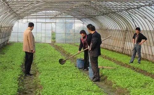 菜的叶面施肥技术(叶菜类蔬菜施肥技术)