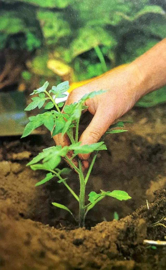 怎么播种小番茄(怎么播种小番茄苗)