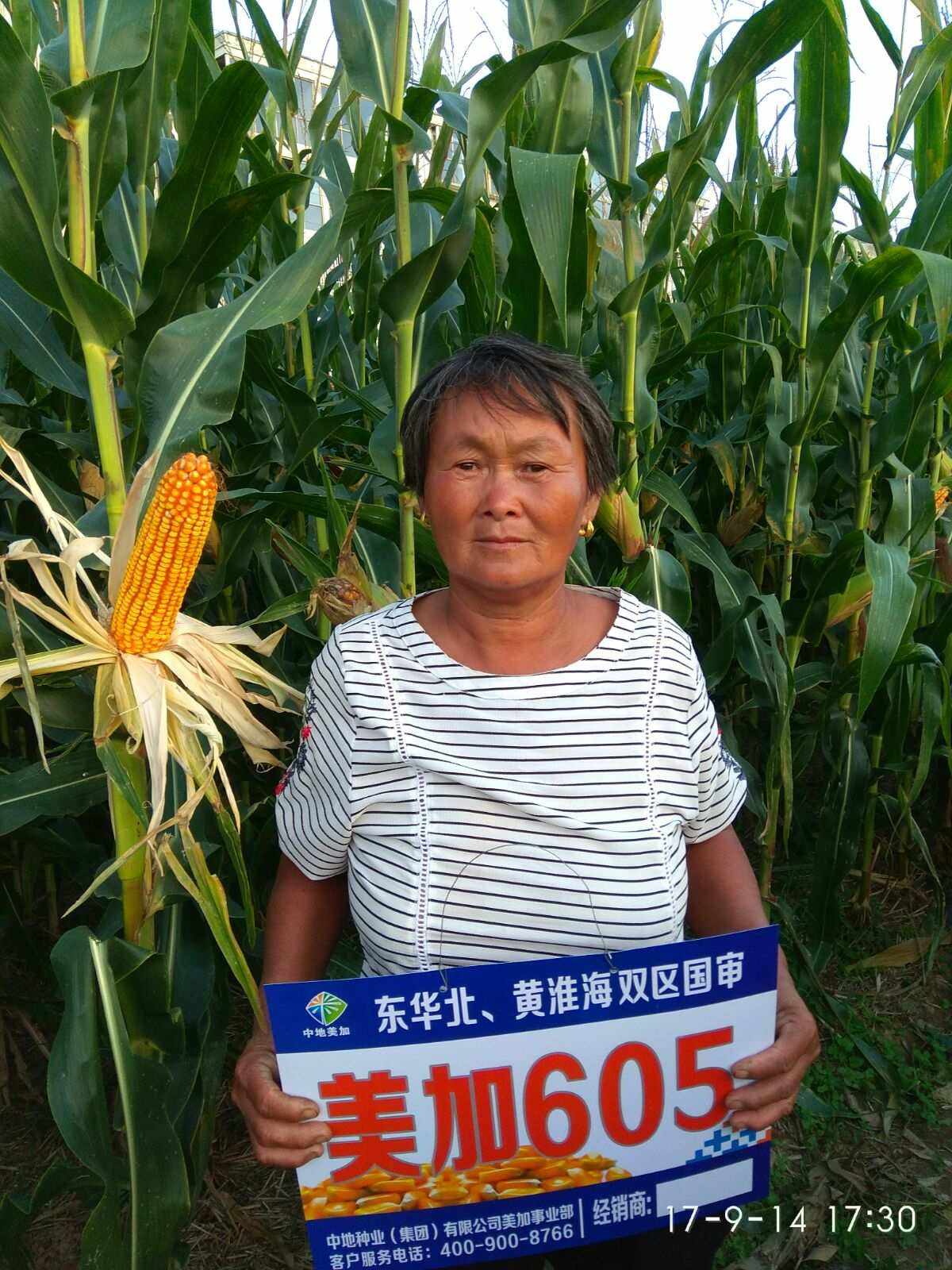 605玉米种(登海605玉米种)