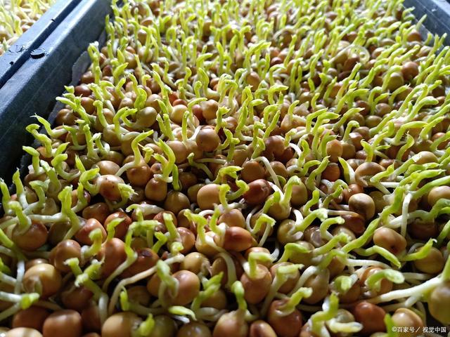 种黄豆芽(种黄豆芽的方法步骤)
