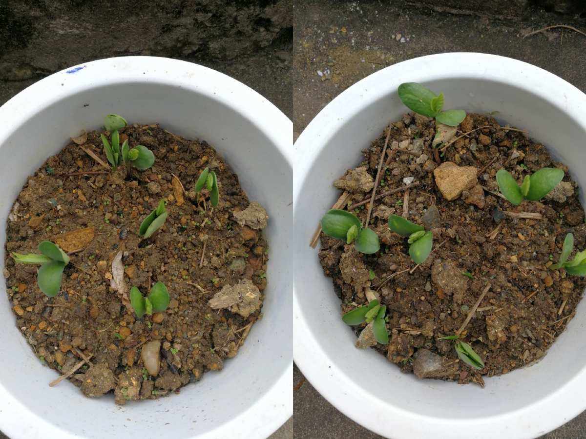 种黄豆芽(种黄豆芽的方法步骤)