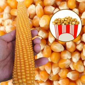 爆米花专用玉米能种吗(爆米花专用玉米可以种吗)